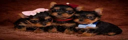 Yorkshire Terrier dogs for sale: True Mini Yorkie Puppies - Advert 1