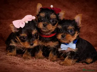 Yorkshire Terrier dogs True Mini Yorkie Puppies - Advert 2