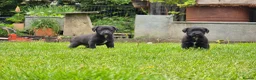 Mixed Breed dogs for sale: Bedlington whippet. Woody & Paddy - Advert 9