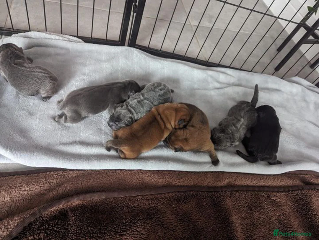 Chow Chow dogs for stud: SUMO- lilac, chocolate, rainbow producer in Cheltenham - Advert 11