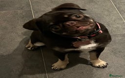 Pug dogs for sale: Tiny pug girl - Advert 17