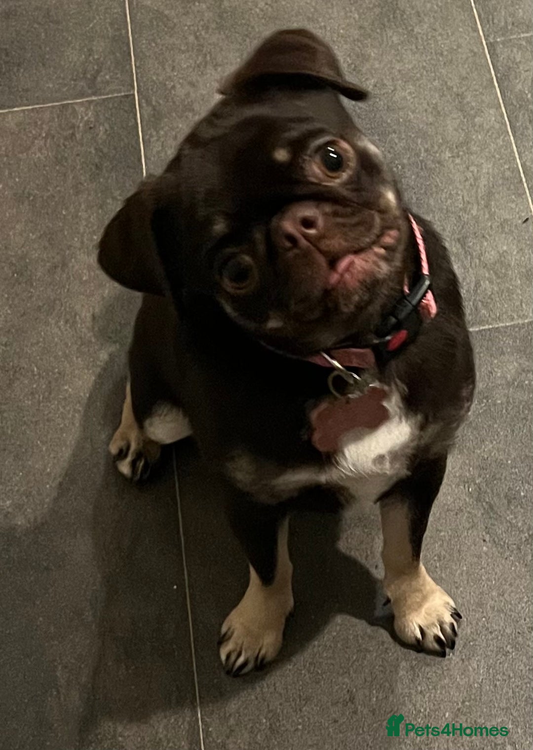 Pug dogs for sale: Tiny pug girl - Advert 17