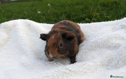 Guinea Pig rodents for sale: Gorgeous guinea pigs - Advert 3