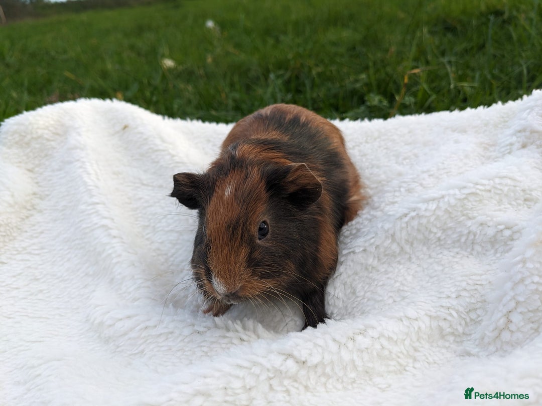 Guinea Pig rodents for sale: Gorgeous guinea pigs - Advert 3