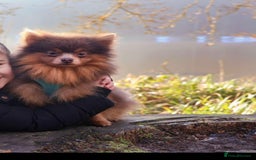 Pomeranian dogs for stud: Beautiful POMERANIAN ready for stud 🐻 - Image 1