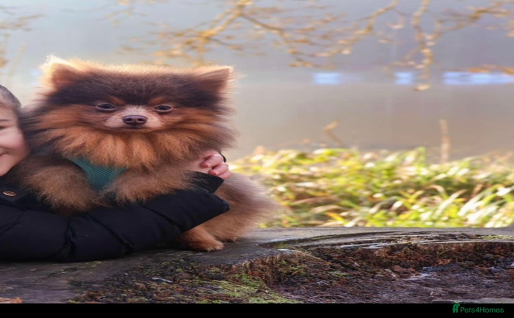 Pomeranian dogs - Advert 16