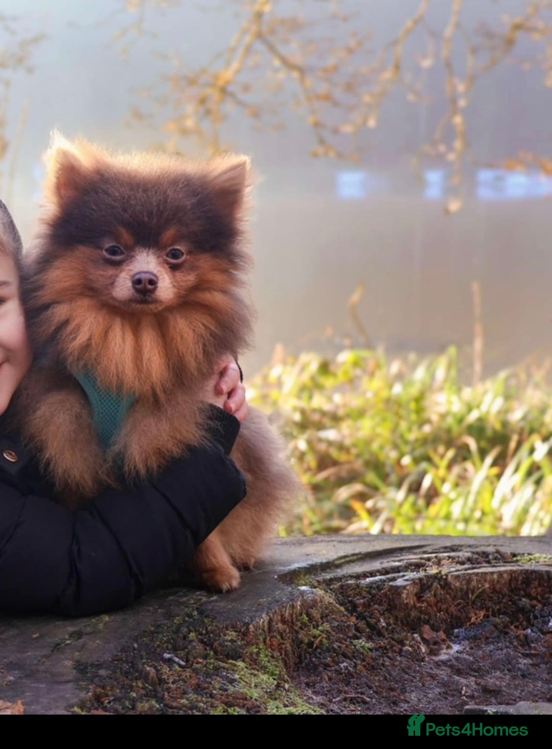 Pomeranian dogs for stud: Beautiful POMERANIAN ready for stud 🐻 - Image 1