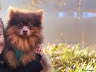 Pomeranian dogs - Advert 6