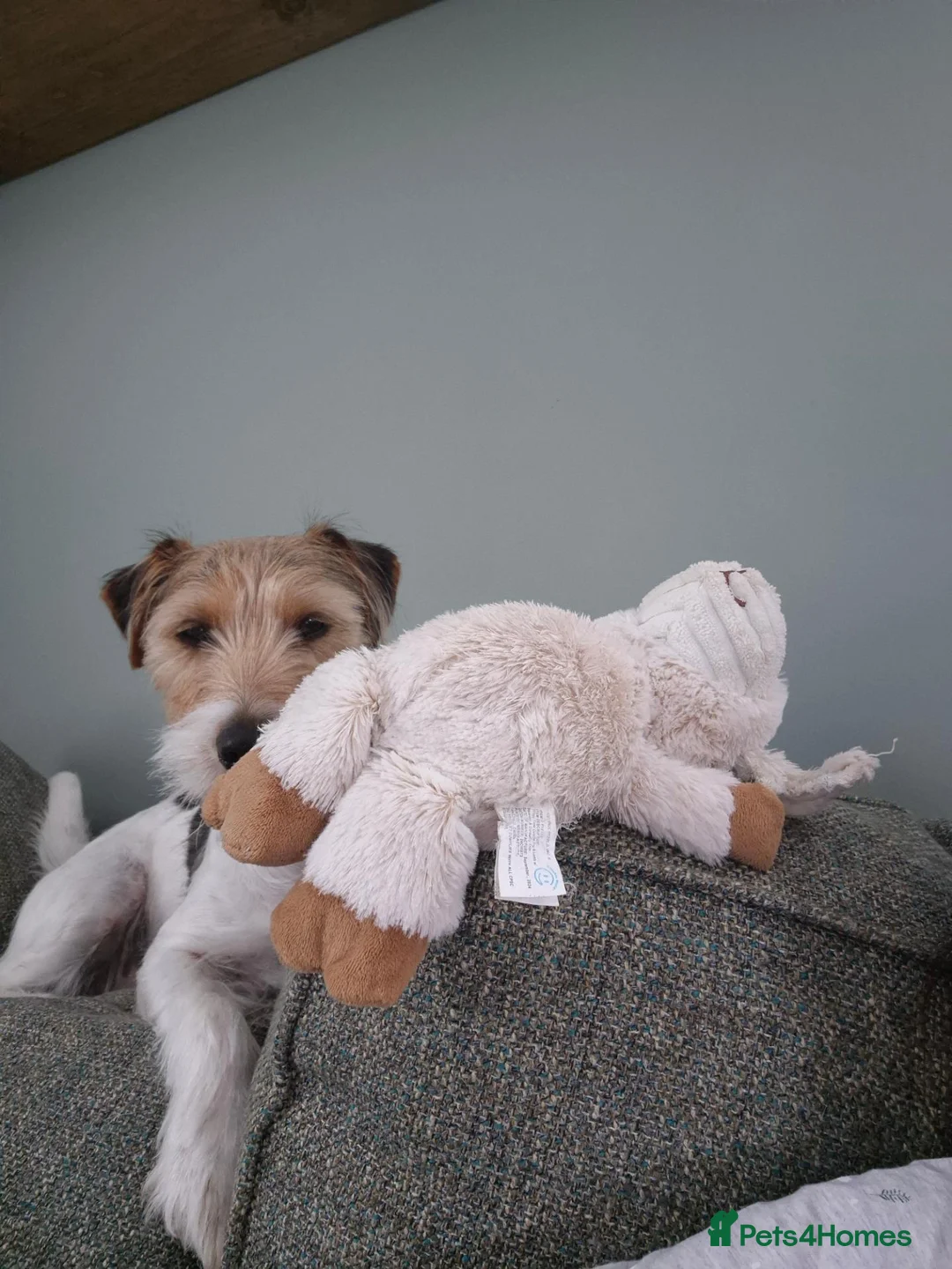 Sporting Lucas Terrier dogs for sale: 4 year old sporting lucas terrier - Advert 2
