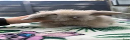 Mini Lion Lop rabbits for sale: Beautiful Mini Lion Lop Boys - Advert 3