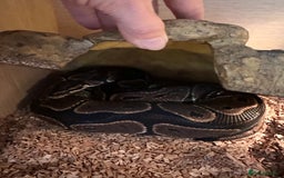 Python Snake reptiles for sale: Adult Male Royal (Ball) Python + Set Up - Advert 5