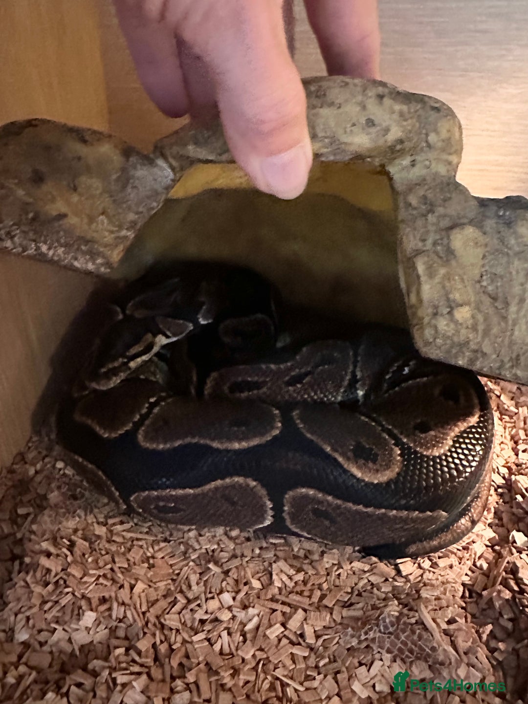 Python Snake reptiles for sale: Adult Male Royal (Ball) Python + Set Up - Advert 5