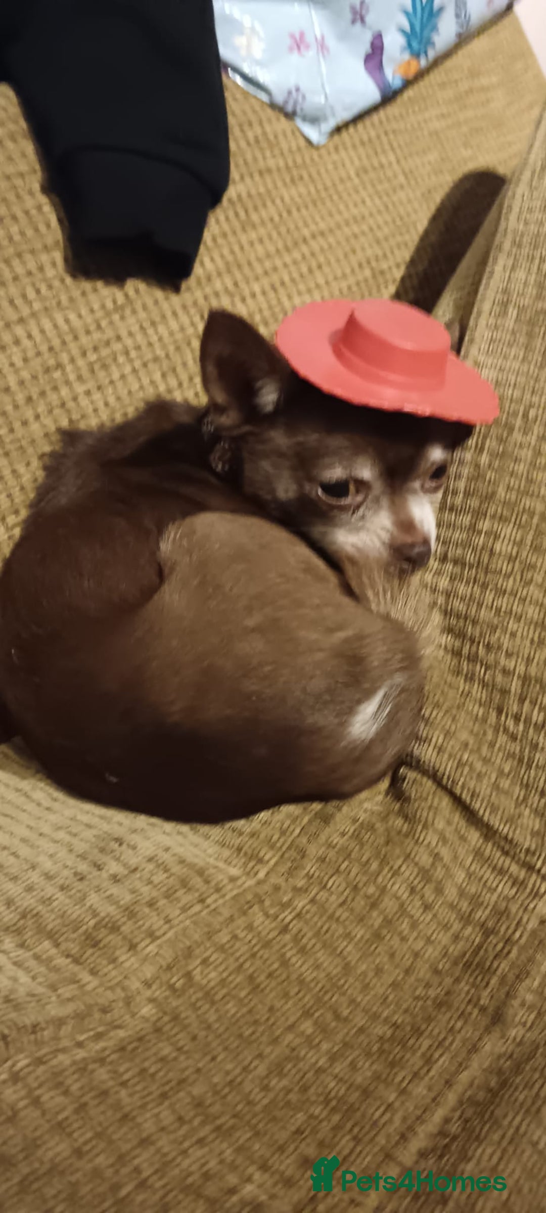 Chihuahua dogs for sale: Beautiful baby chihuahua pups - Image 12