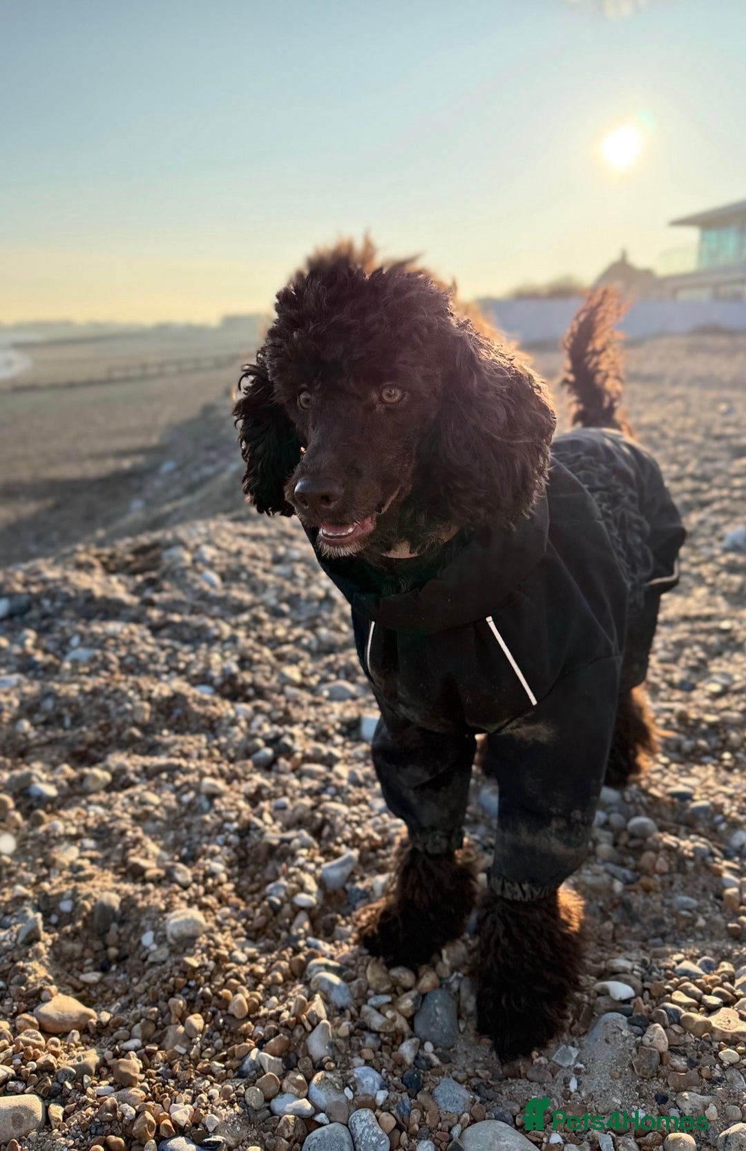 Miniature Poodle dogs for sale: Vinnie our minature poodle - co own  - Advert 3
