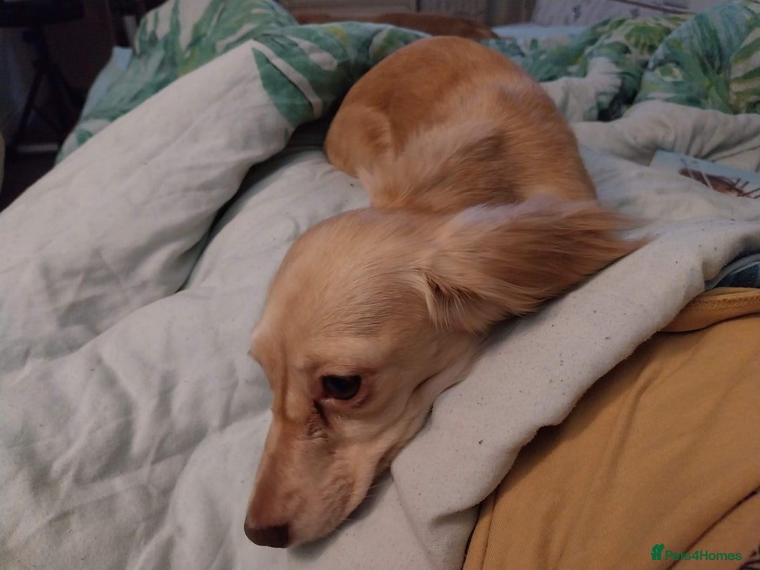 Miniature Dachshund dogs for sale: KC Cream long haired miniature dachshund  - Image 7