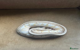 Python Snake reptiles for sale: 🐍 Ball Pythons for Sale – Collection Nottingham  - Image 16