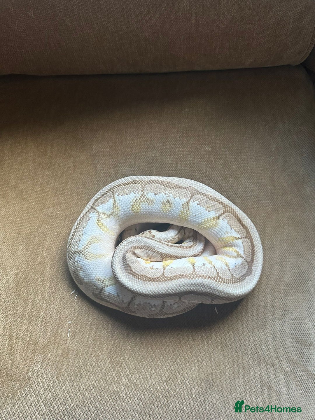 Python Snake reptiles for sale: 🐍 Ball Pythons for Sale – Collection Nottingham  - Image 16