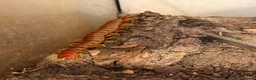 Centipedes invertebrates for sale: Young Darwin’s Goliath Centipede - Advert 3