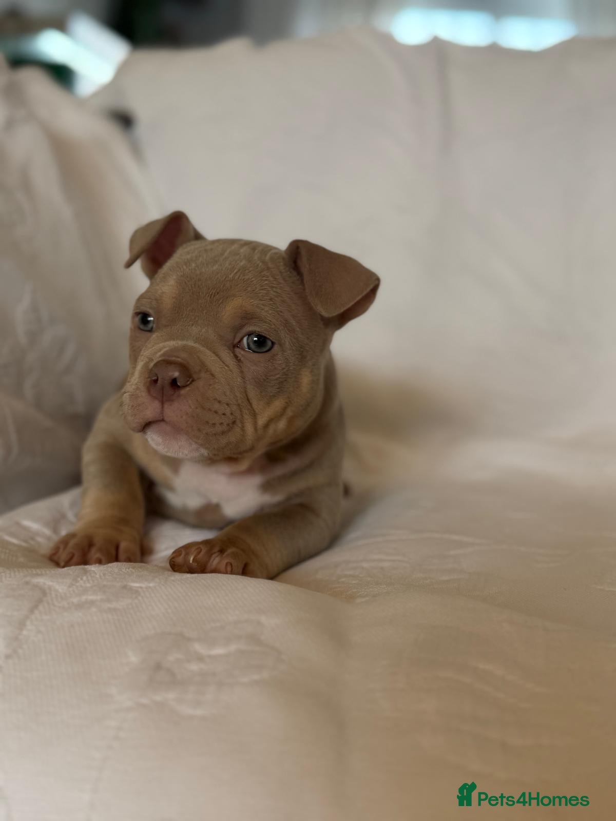 American Bully dogs pocket bully cross micro bully puppies  - Advert 2