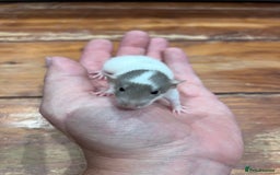 Rat rodents for sale: Pet rats for sale male and female Ava  - Image 3