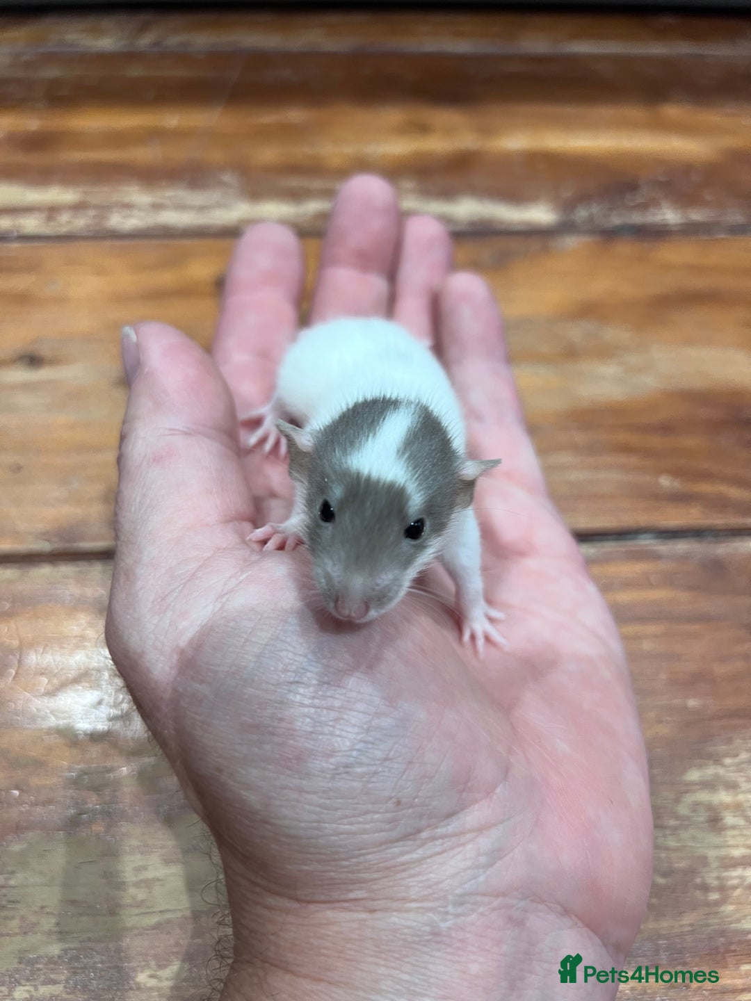 Rat rodents for sale: Pet rats for sale male and female Ava  - Image 3