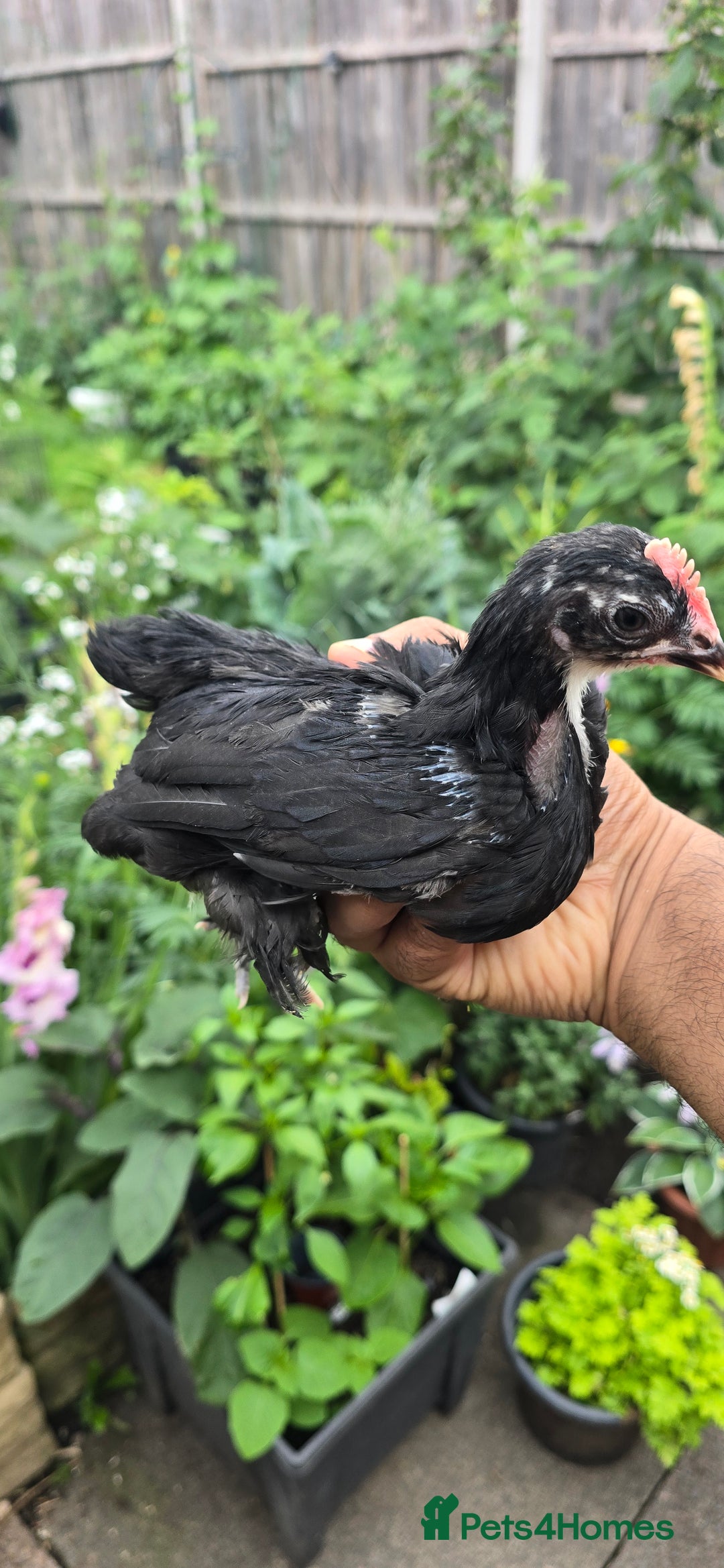 Chickens poultry for sale: two hens and two roosters  - Image 9