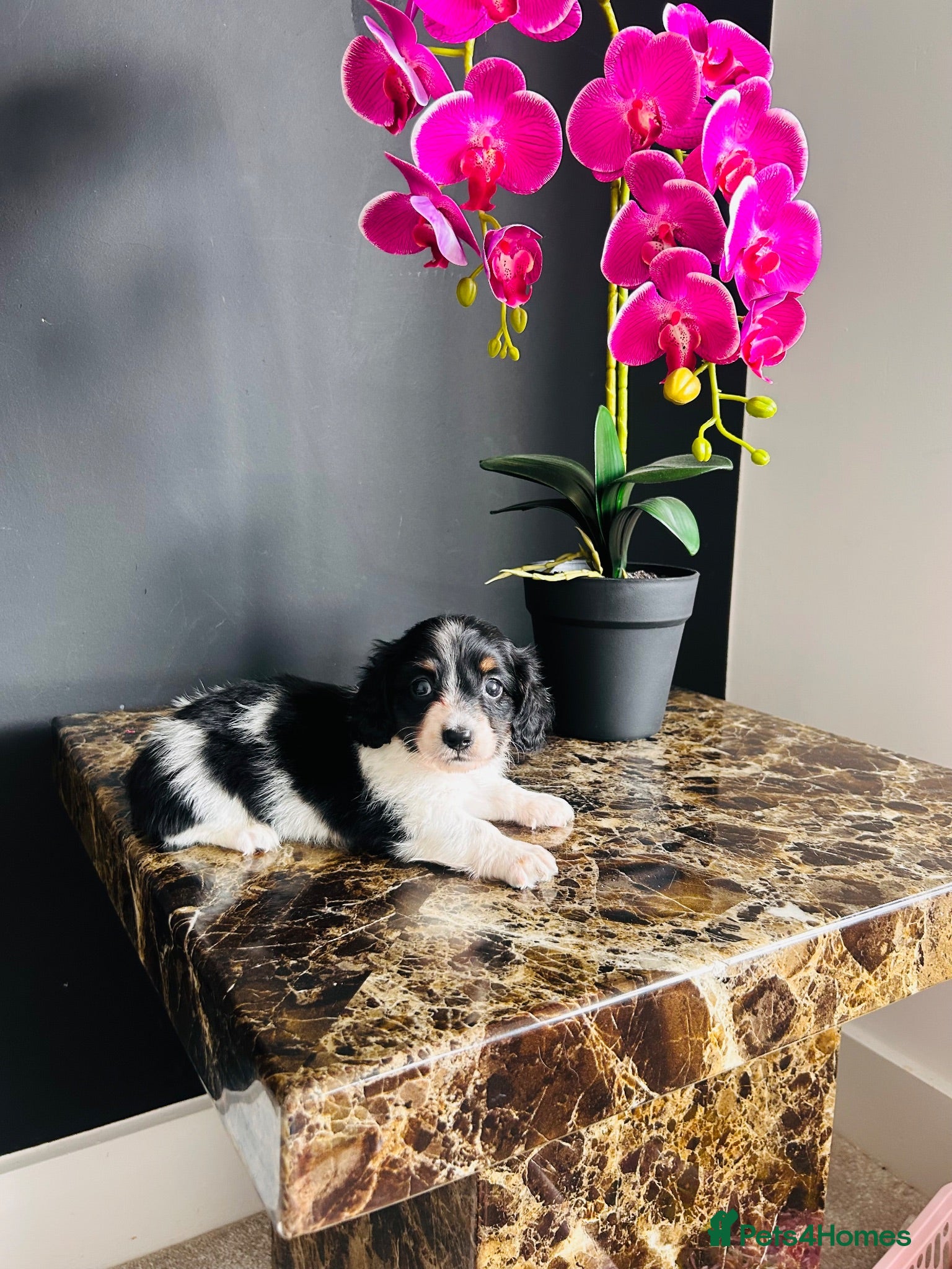 Miniature Dachshund dogs Piebald Minature Longhairs  - Advert 12