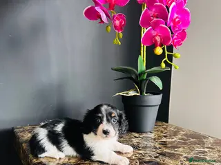 Miniature Dachshund dogs Piebald Minature Longhairs - Advert 12
