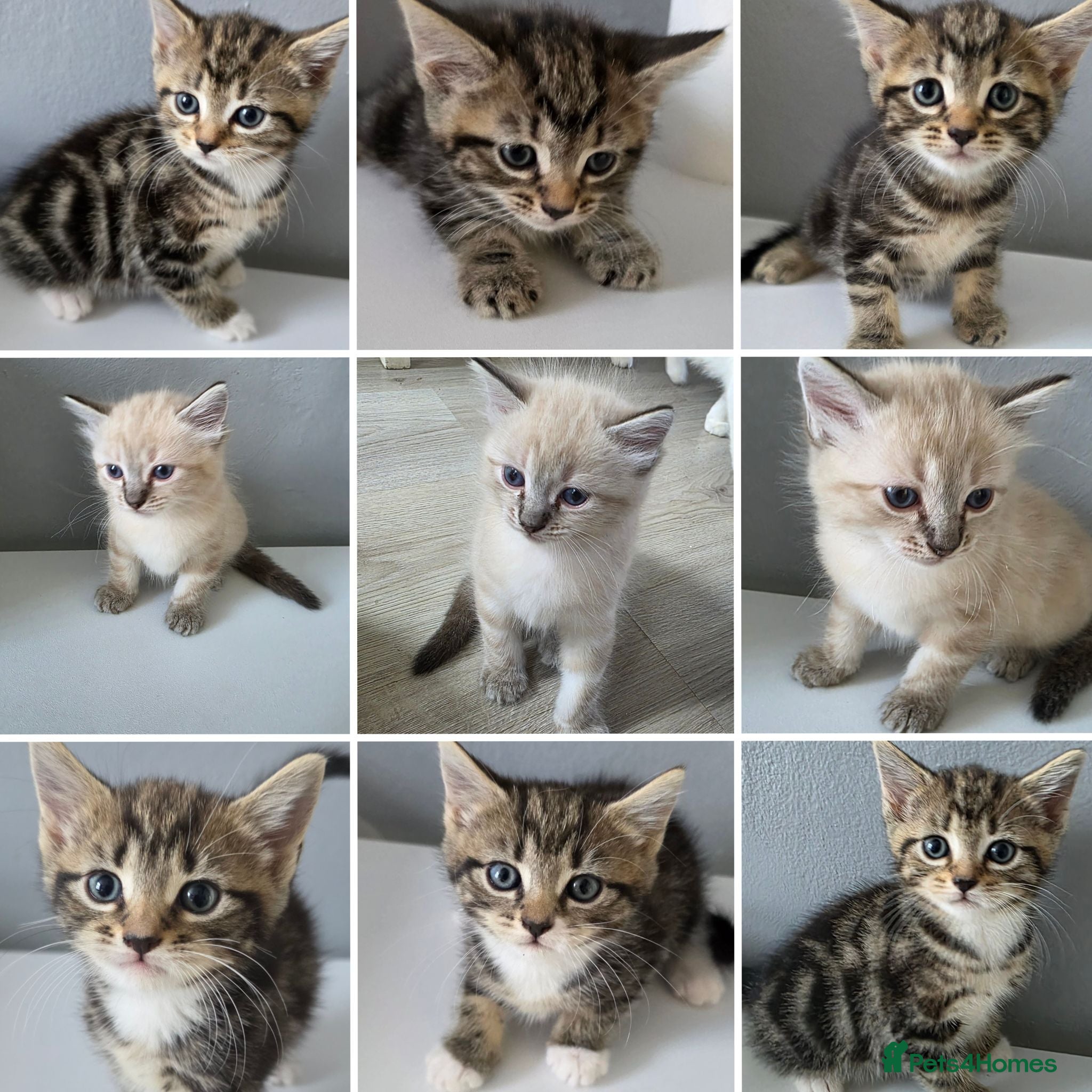 Mixed Breed cats 🔹️🔹️Lovely Kittens🔹️🔹️Ragdoll x domestic cat.  - Advert 10