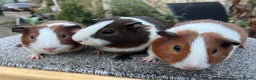 Guinea Pig rodents for sale: Bonded male Dutch guinea pigs - Advert 9