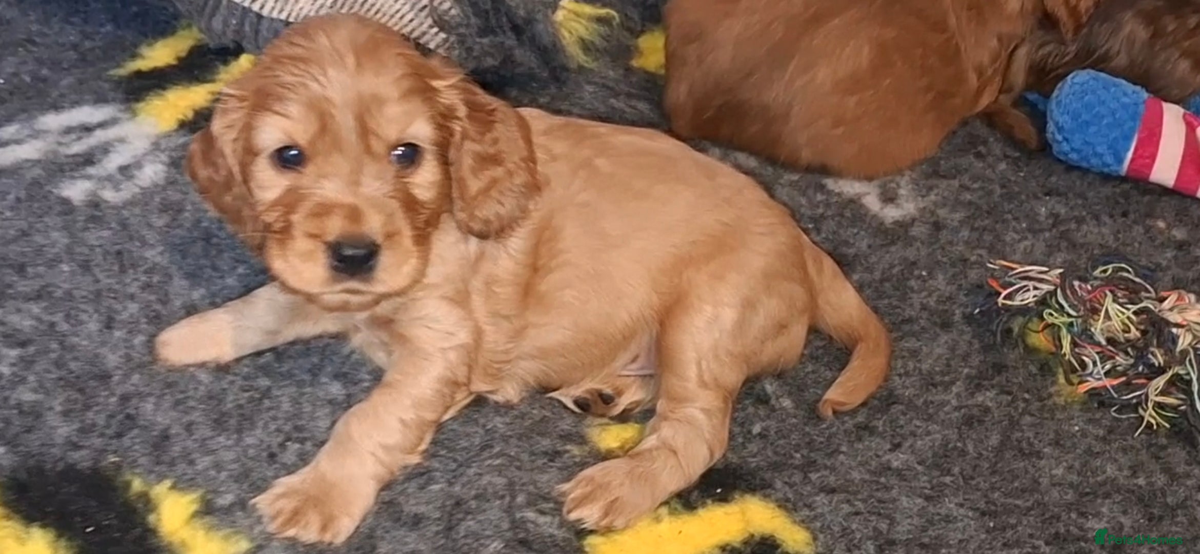 Cocker Spaniel dogs 🌟KC Registered Show-Type Cocker Spaniel Puppies🌟 - Advert 10