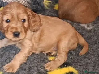 Cocker Spaniel dogs 🌟KC Registered Show-Type Cocker Spaniel Puppies🌟 - Advert 10