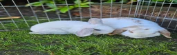 Mini Lop rabbits for sale: Gorgeous honey & white mini lop female - Advert 5