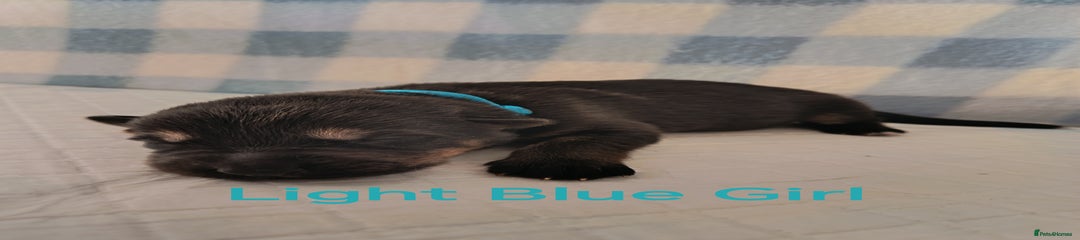 Light Blue Girl