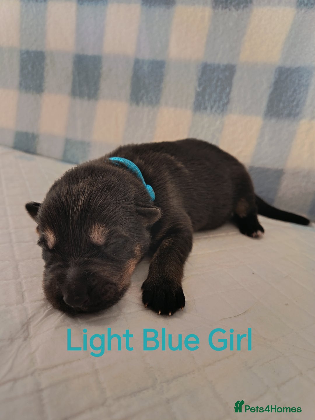 German Shepherd dogs for sale: German Shepherd Puppies - Image 6