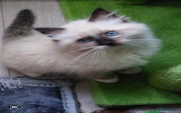 Ragdoll cats for sale: The most beautiful and adorable Ragdoll kittens  - Image 6