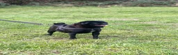 Pug dogs for sale: Mother & daughter pugs  - Advert 8