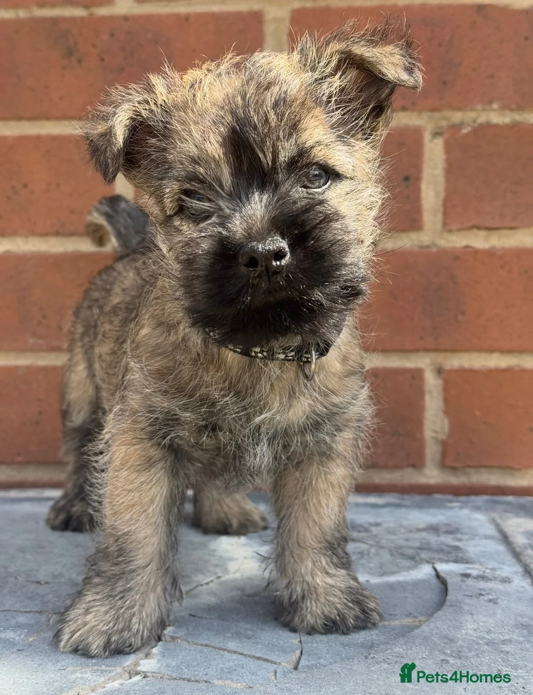Cairn Terrier dogs for sale: Quality pup off Health Tested Parents avail 02/08 - Advert 2