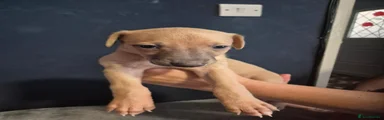 Whippet 1