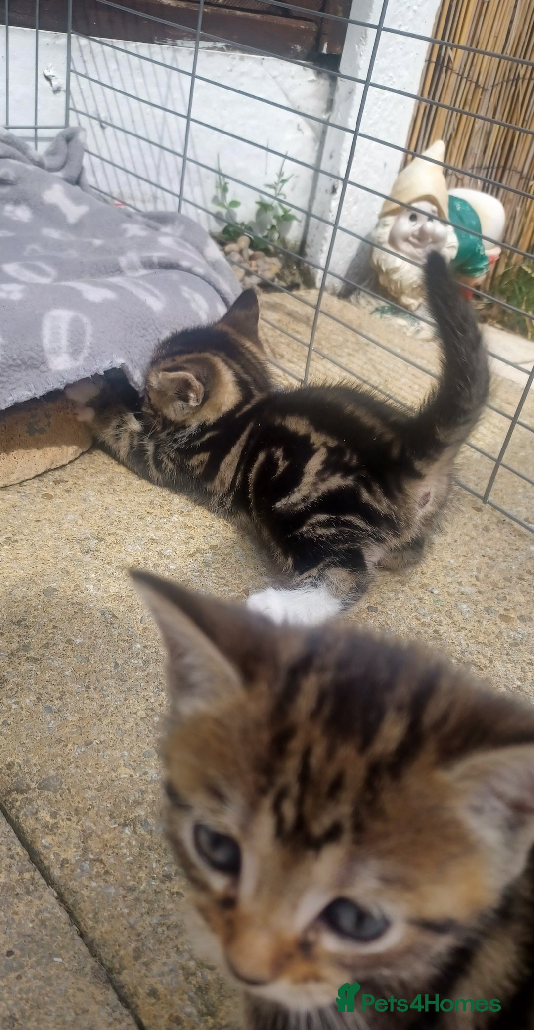 Mixed Breed cats for sale: Gorgeous Bengal x babies **READY NOW** - Image 14