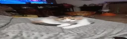 Domestic Shorthair cats for sale: Female  - Advert 5