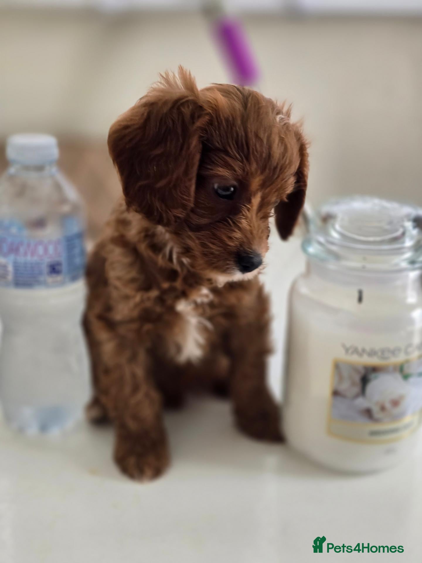 Cavapoo dogs Extensively health tested F1 Cavapoos - Advert 1