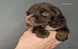 Cocker Spaniel dogs for sale: Exceptional Pedigree Show Type English Cockers  - Image 27