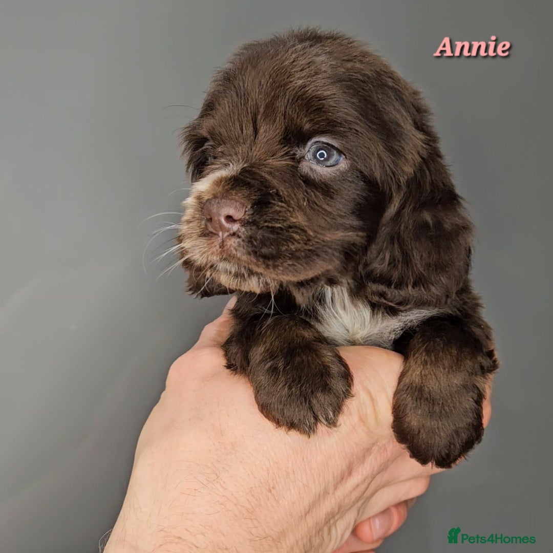 Cocker Spaniel dogs for sale: Exceptional Pedigree Show Type English Cockers  - Image 27