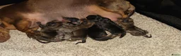 Miniature Dachshund dogs for sale: KC registered Miniature Dachshunds in Durham - Advert 3