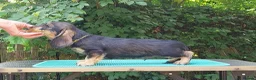 Dachshund dogs for sale: Standard Wirehaired Dachshund - Advert 13