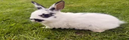 Mixed Breed rabbits for sale: Baby Bunnies! (Ready to Go Home!) - Advert 4