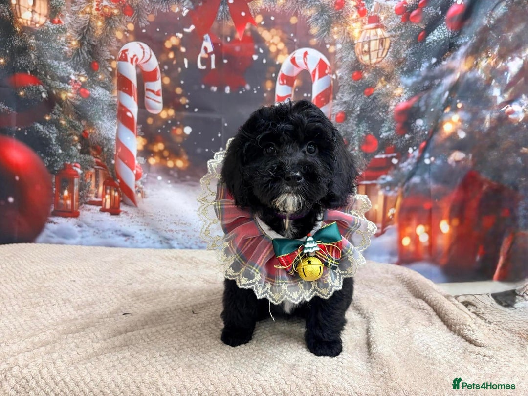 Cockapoo dogs for sale: Female cockapoo - Advert 4