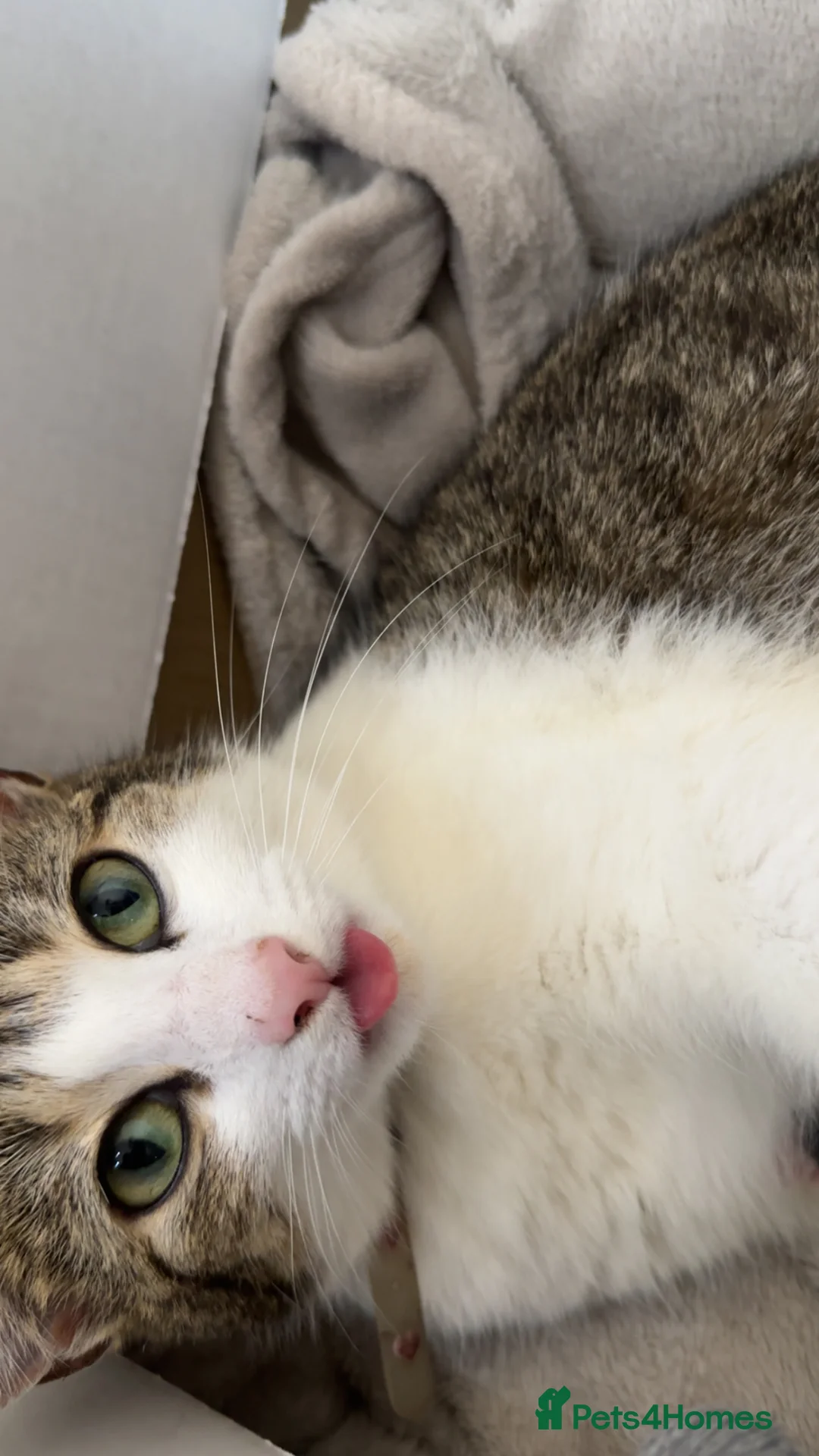 British Longhair cats for sale: 3 beautiful longhair kittens for sale✨❤️ - Advert 13