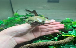 Frog reptiles for sale: Three whites tree frogs including terrarium  - Image 2